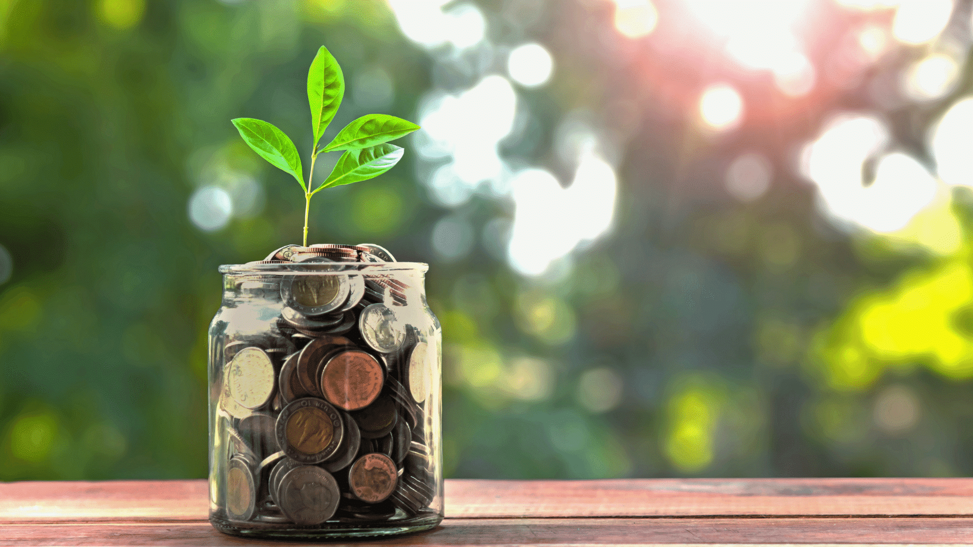 money tree in a jar of coins